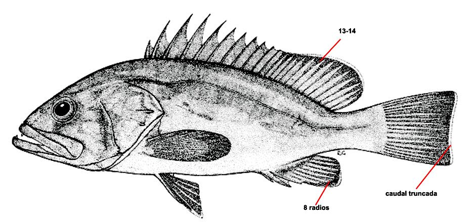 Epinephelus  caninus_01.jpg